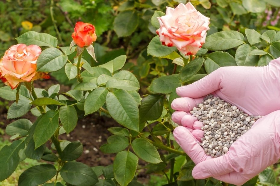 15 Amazing Rose Fertilizer For 2023 | Storables