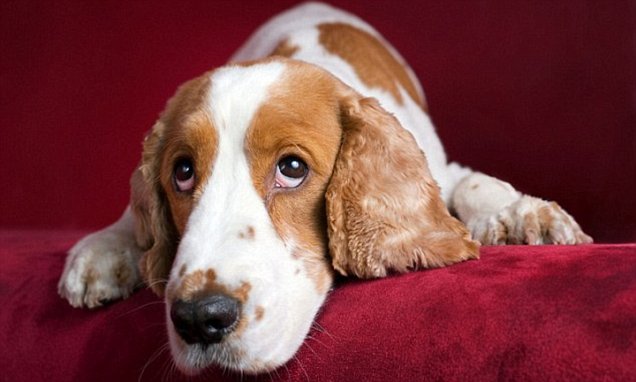 Pets On Prozac: Dogs With Separation Anxiety Feel 'Optimistic' When Taking  Antidepressants | Daily Mail Online
