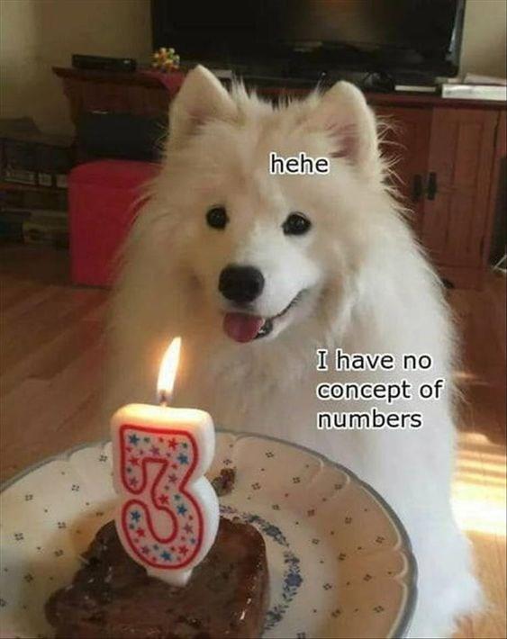 Dog Celebrating Birthday Can'T Count | Happy Birthday Memes | Know Your Meme
