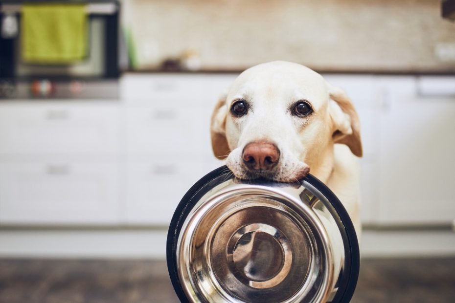 What Can I Feed My Dog When I'Ve Run Out Of Dog Food? | Healthy Paws Pet  Insurance
