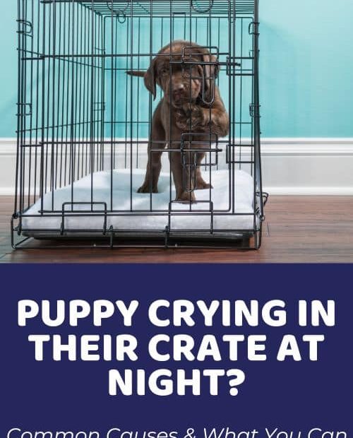 Why Is My Puppy Crying In Their Crate At Night? Common Causes & Solutions -  Doodle Doods