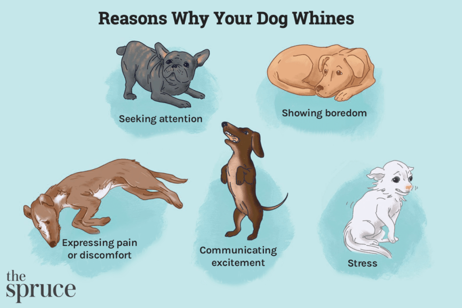 Reasons Why Your Dog Whines And How To Stop It