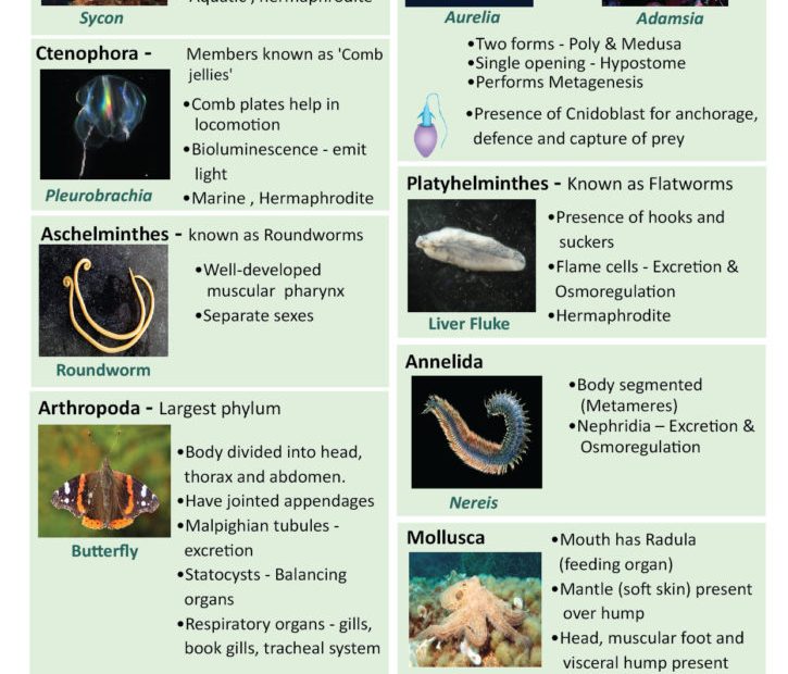 Phylum Chordata: Characteristics, Examples, Solved Questions