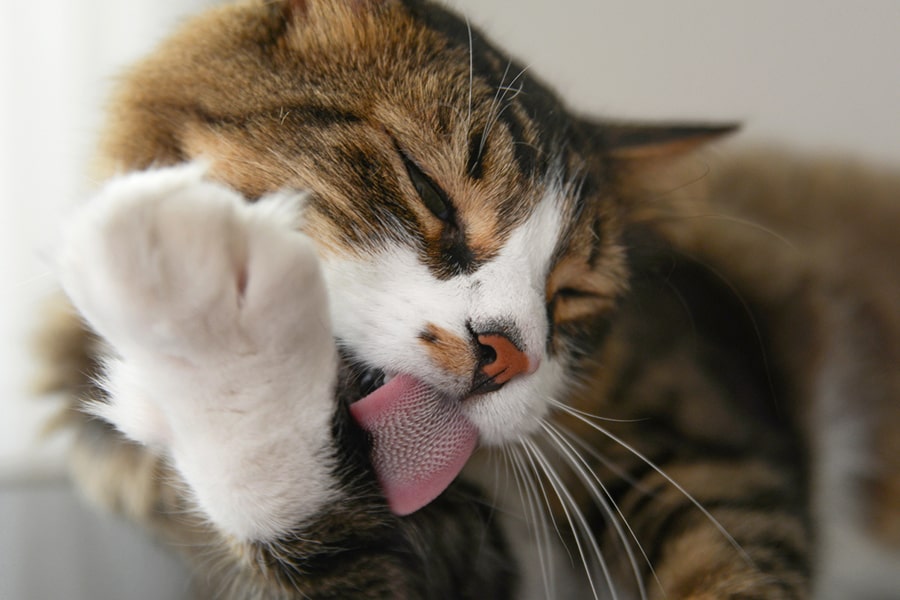 Why Does My Cat Lick Everything? | Aspca® Pet Health Insurance