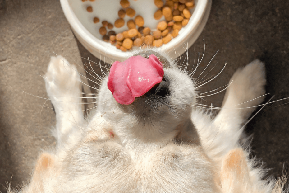 Can Dogs Eat Cat Food? The Possible Side Effects And Risks - Pethelpful