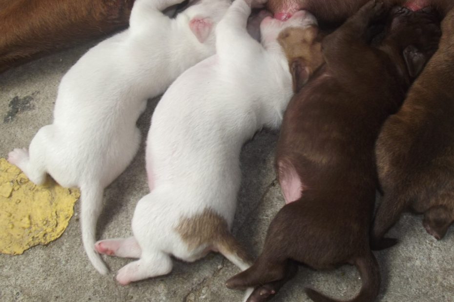 How To Help A Dog Produce More Milk For Her Puppies - Pethelpful