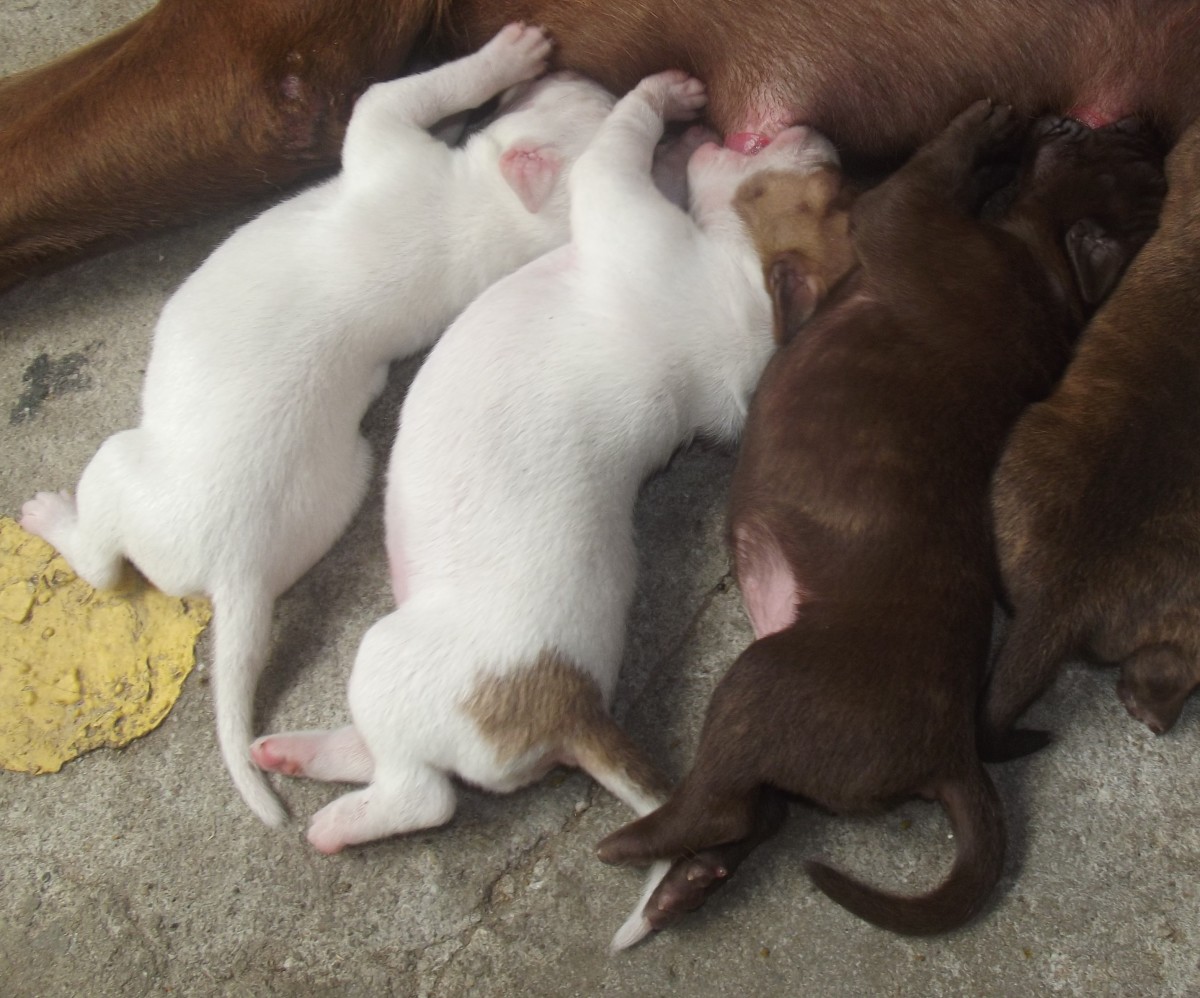 How To Help A Dog Produce More Milk For Her Puppies - Pethelpful