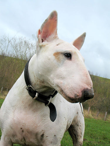 Your Guide To The English Bull Terrier - Best Bully Sticks