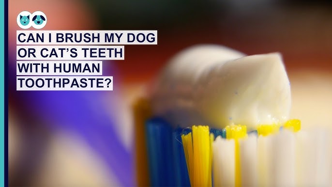 How To Brush Your Dog And Cat'S Teeth | Pet Dental Care Series - Youtube