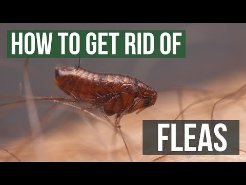 How To Get Rid Of Fleas Guaranteed (4 Easy Steps) - Youtube