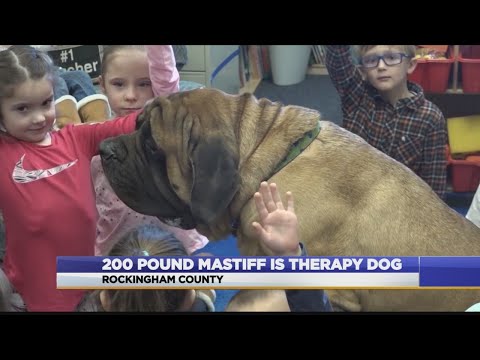 Mastiff Serves As Therapy Dog At Virginia Elementary School - Youtube