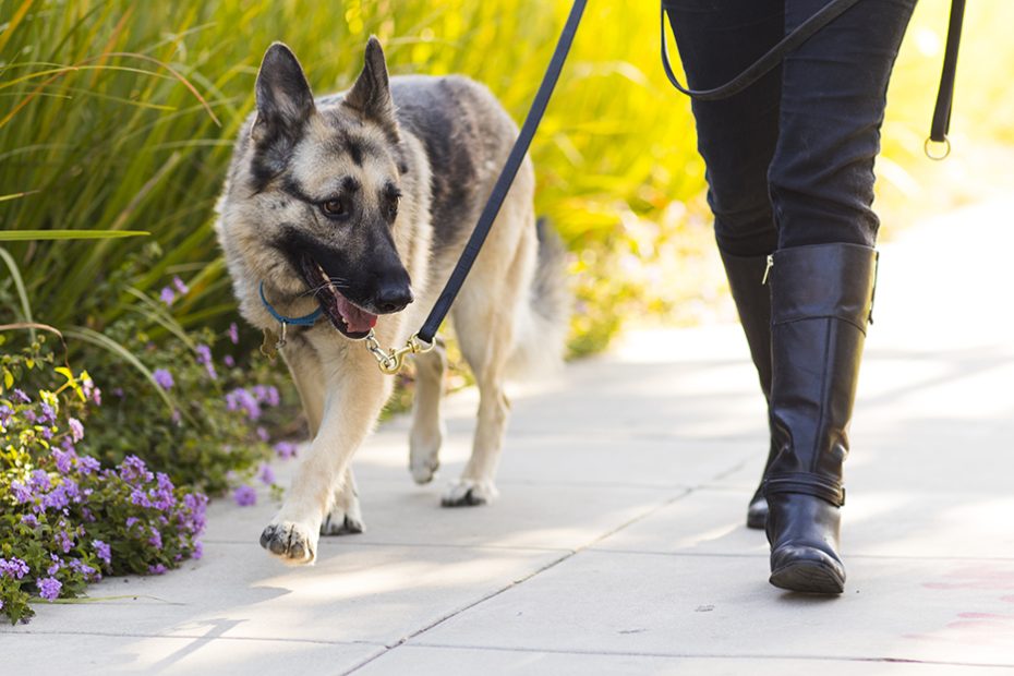 How Often Should Different Sized Dogs Be Walked?