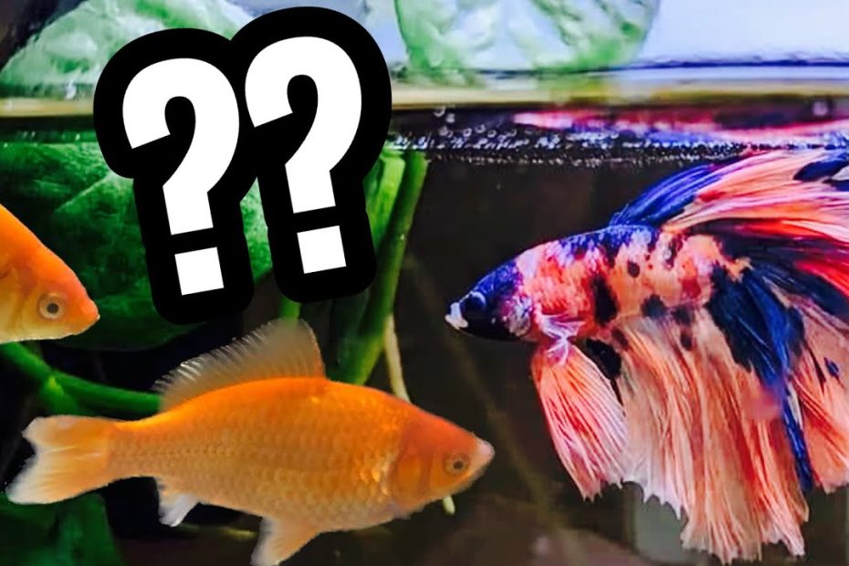 Can Betta Fish Live With Goldfish? Everything You Must Know
