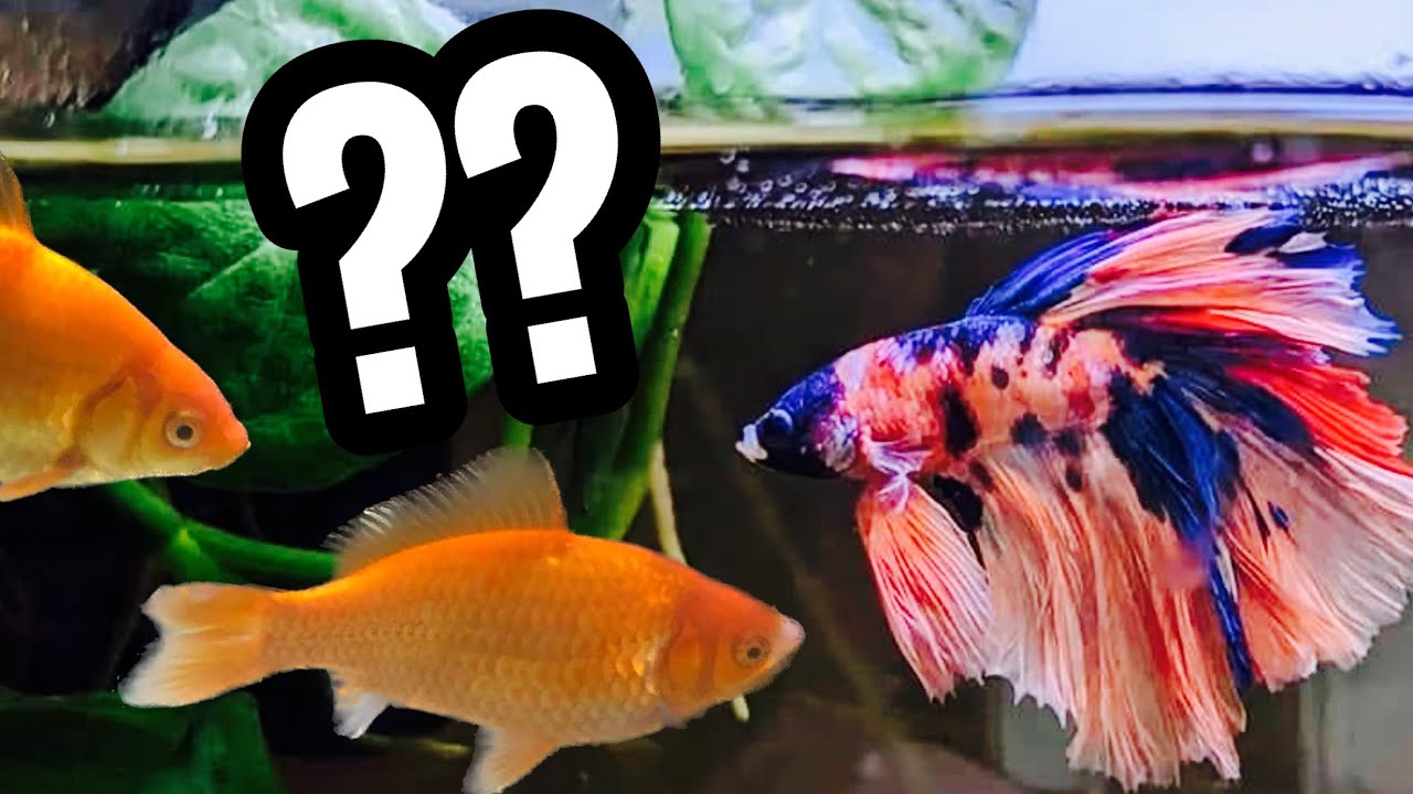Can Betta Fish Live With Goldfish? Everything You Must Know