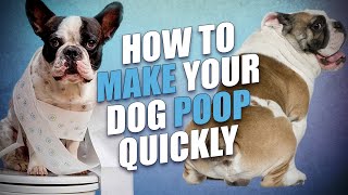 How To Make A Dog Poop Quickly - 5 Actionable Tips - Youtube