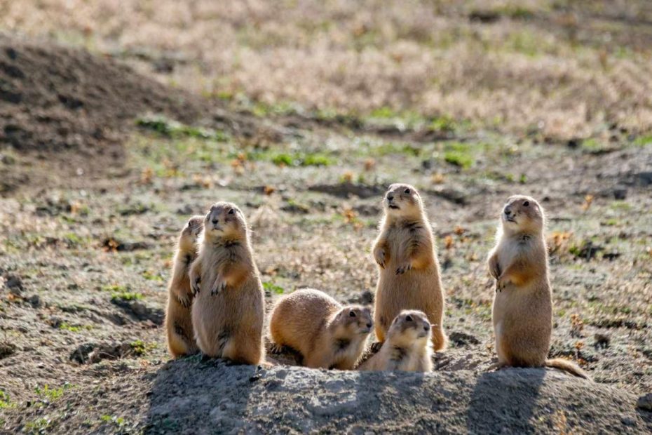 11 Fun And Fascinating Prairie Dog Facts