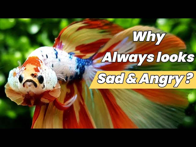 Why Betta Fish Face Looks Sad And Angry All The Time - Youtube