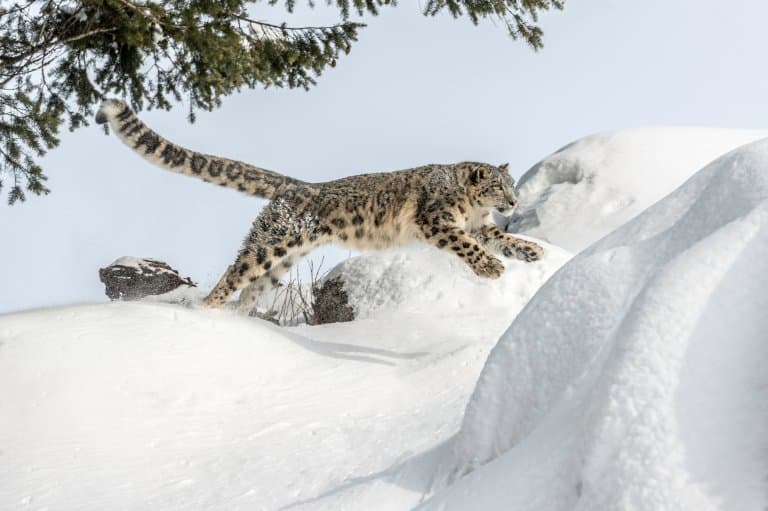 15 Spellbinding Snow Leopard Facts - Fact Animal